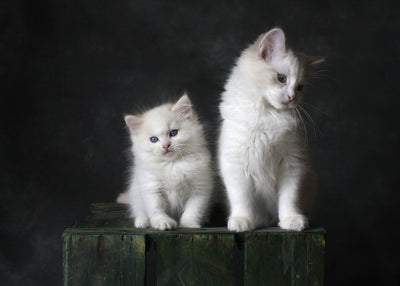 Katten collectie